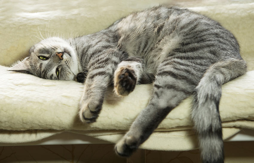En lat grå katt sover på soffan