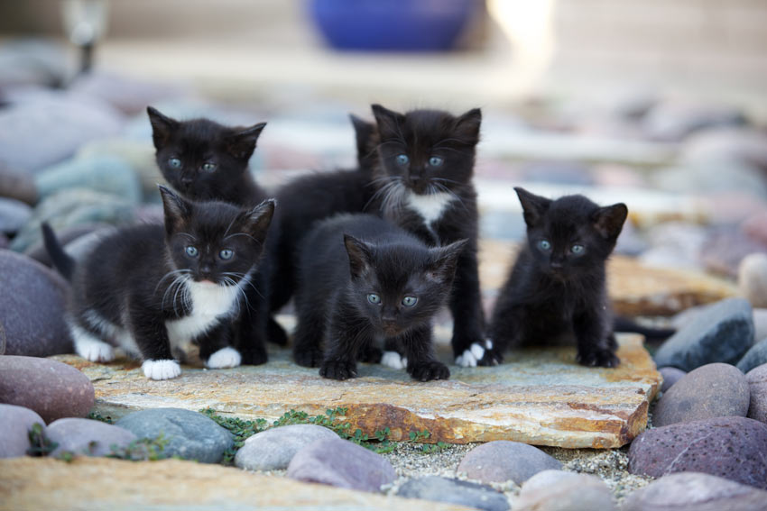 En kull med sex svartvita kattungar