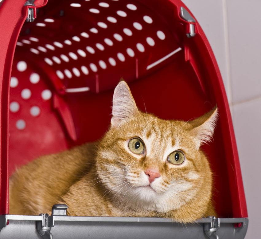 En fin röd katt funderar på om hon ska våga sig ut ur reseburen