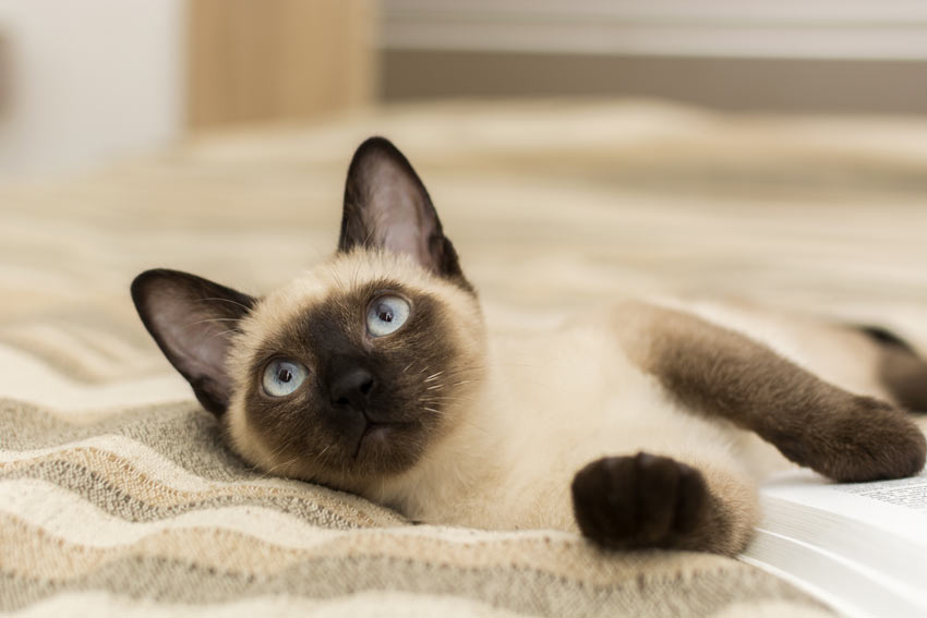 En vacker siameskatt med vackra blå ögon
