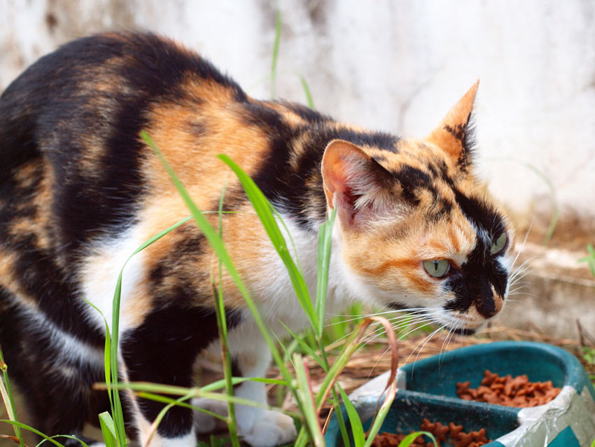 En fin trefärgad katt äter en skål med torrfoder