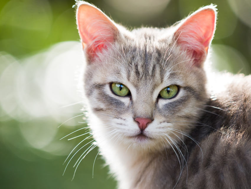 En vacker ung bondkatt med stora gröna ögon