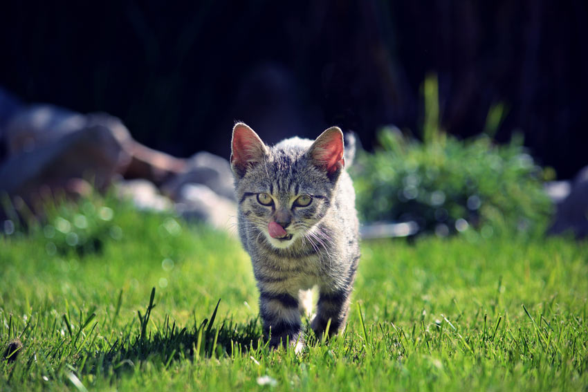 En växande kattunge går på gräset i trädgården