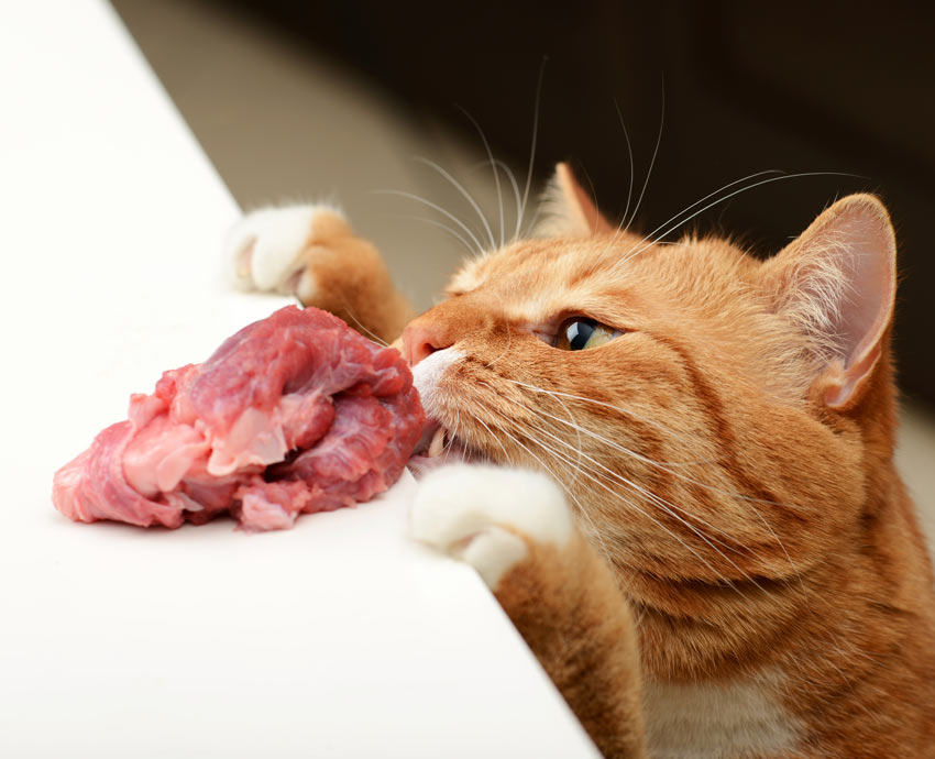 En busig lite katt stjäl en bit kött