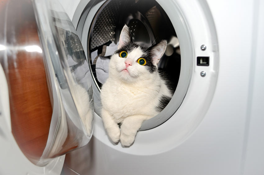 En lekfull katt gömmer sig i tvättmaskinen