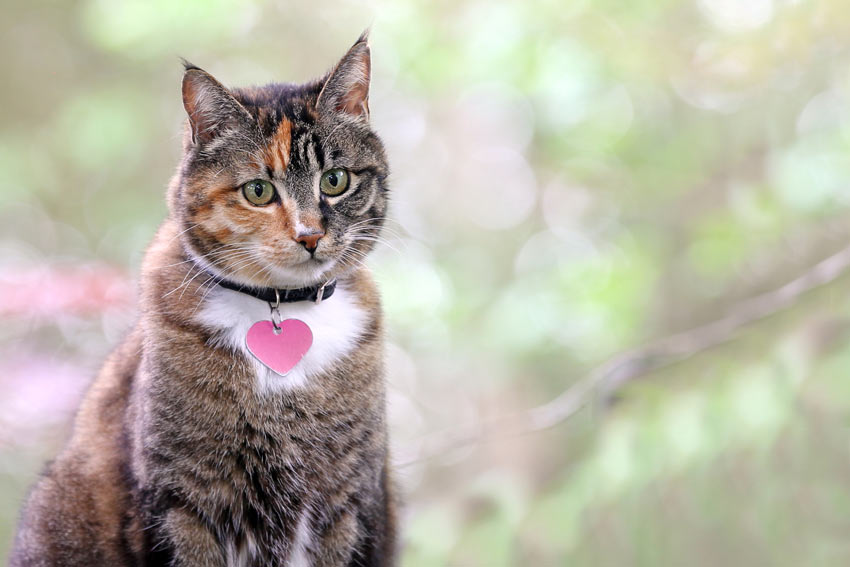 En bild av en katt med halsband