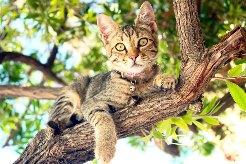 En korthårig katt ligger i ett träd
