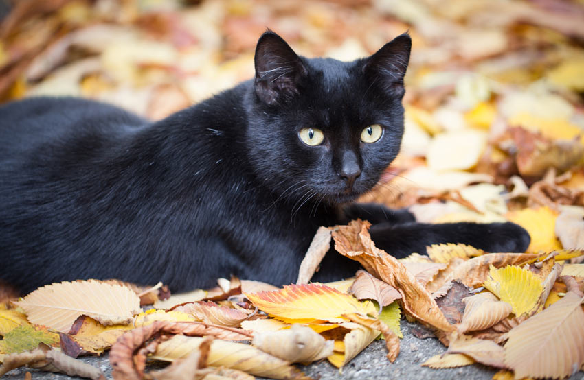 En helt svart katt