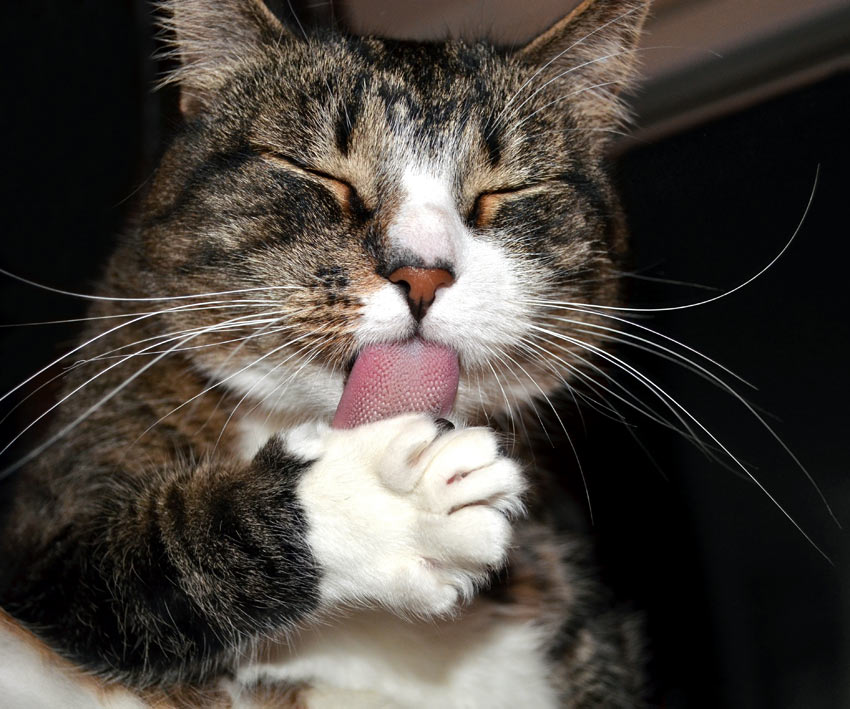 En katt slickar smör från sina tassar