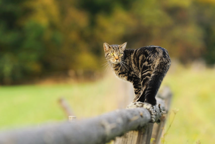 En randig katt går på ett staket