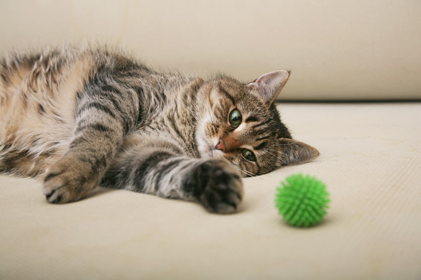 En tabby-katt leker med en grön boll