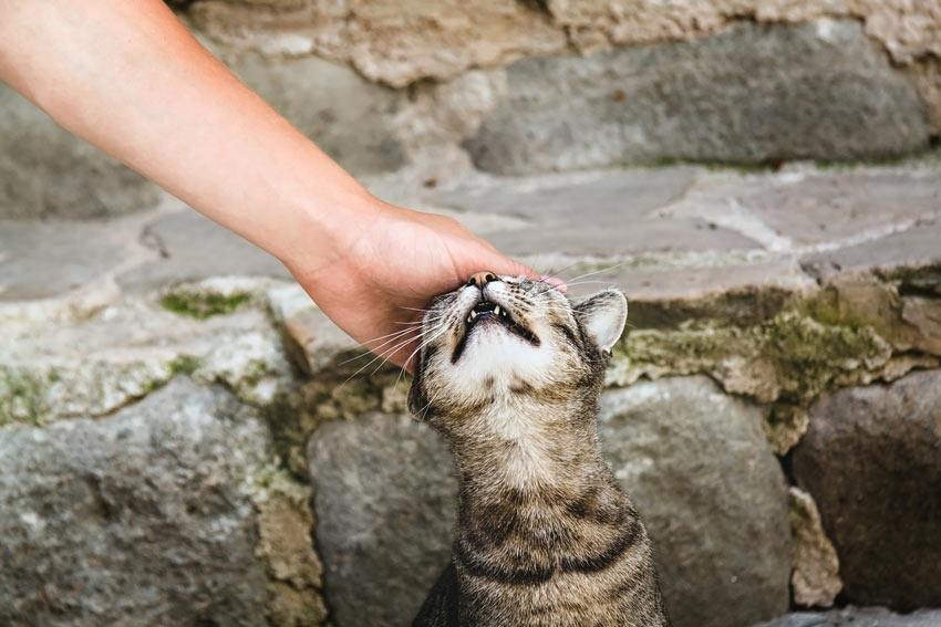 En katt gnuggar sitt ansikte mot sin ägares hand