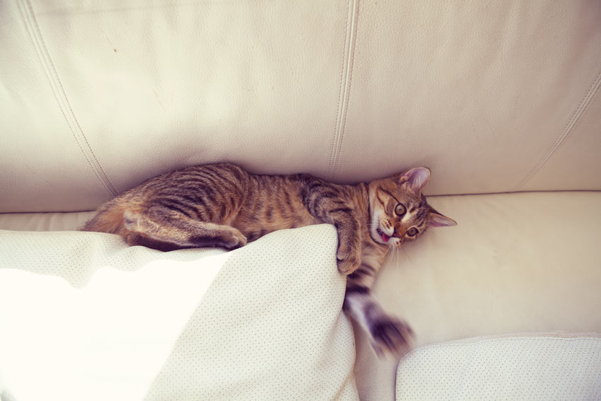 En randig katt klöser på soffan