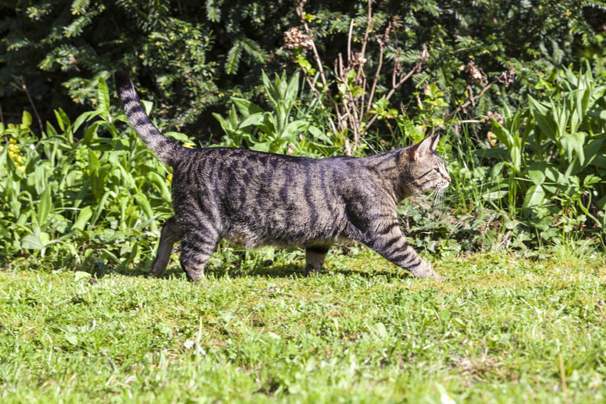 En katt går över gräsmattan i trädgården