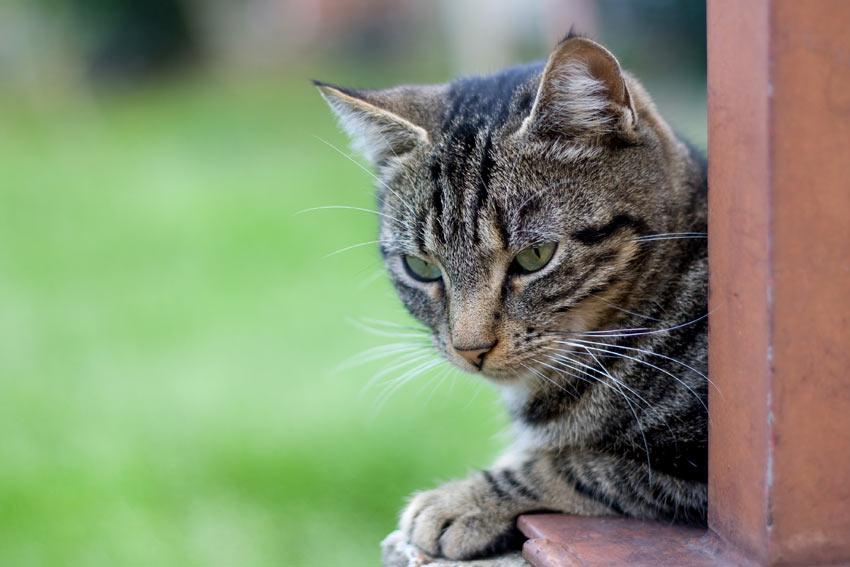 En tabby-katt med otroligt fin päls