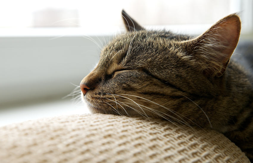En trött tabbykatt vilar sitt huvud på soffan