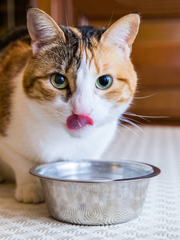 En sköldpaddsfärgad katt slickar sig om munnen efter att ha druckit