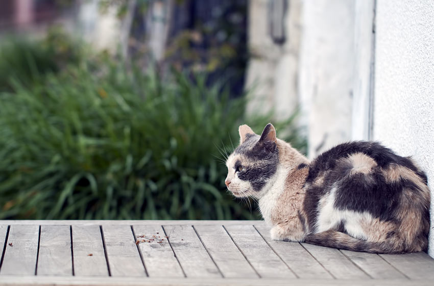 En trefärgad katt vilar på utemöblerna