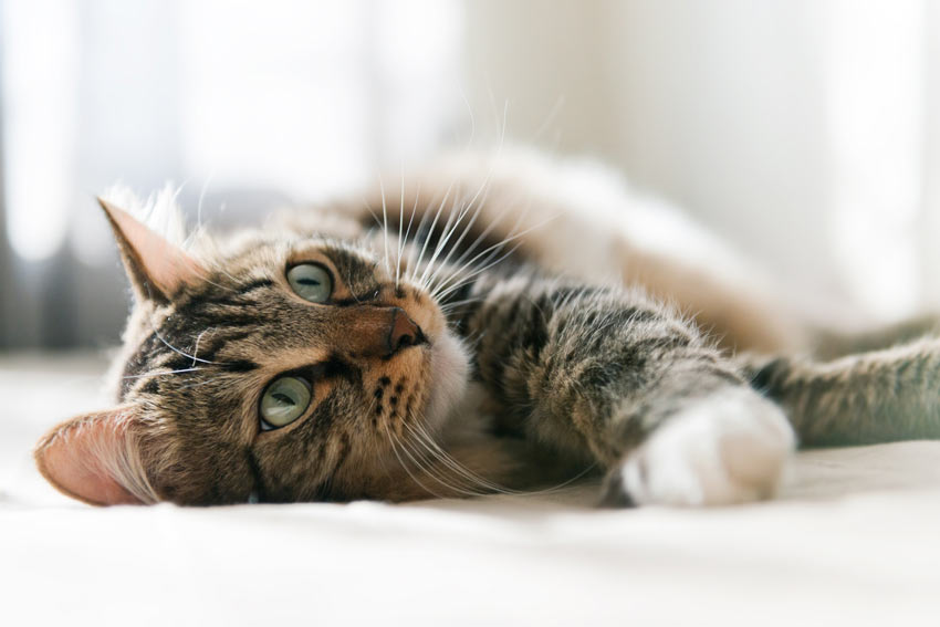 En underbar katt rullar runt på golvet