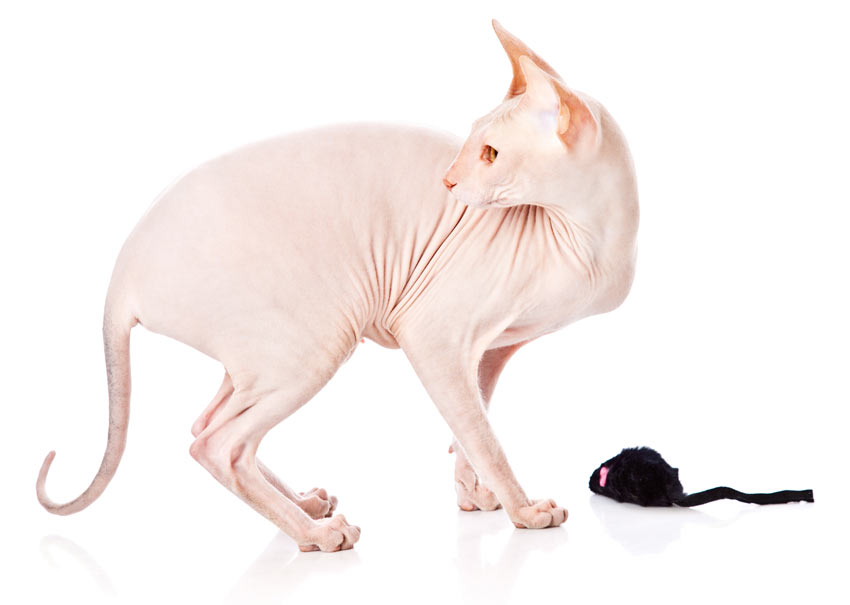 En fantastiskt vänlig sphynxkatt som älskar att leka