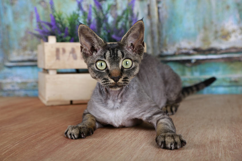 En ung devon rex med hypoallergen päls