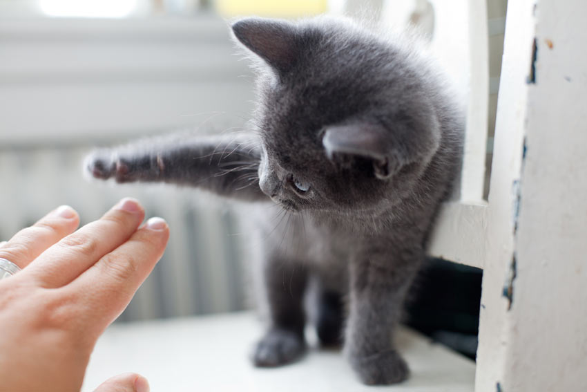 En ung grå kattunge hälsar på sin ägare