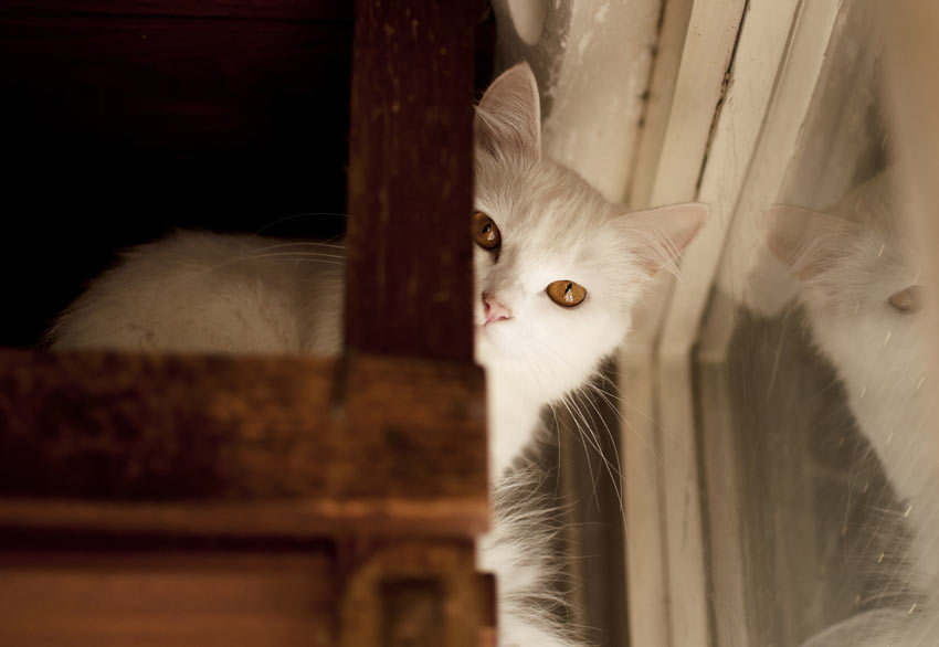 En ung vit katt gömmer sig bakom ett hörn