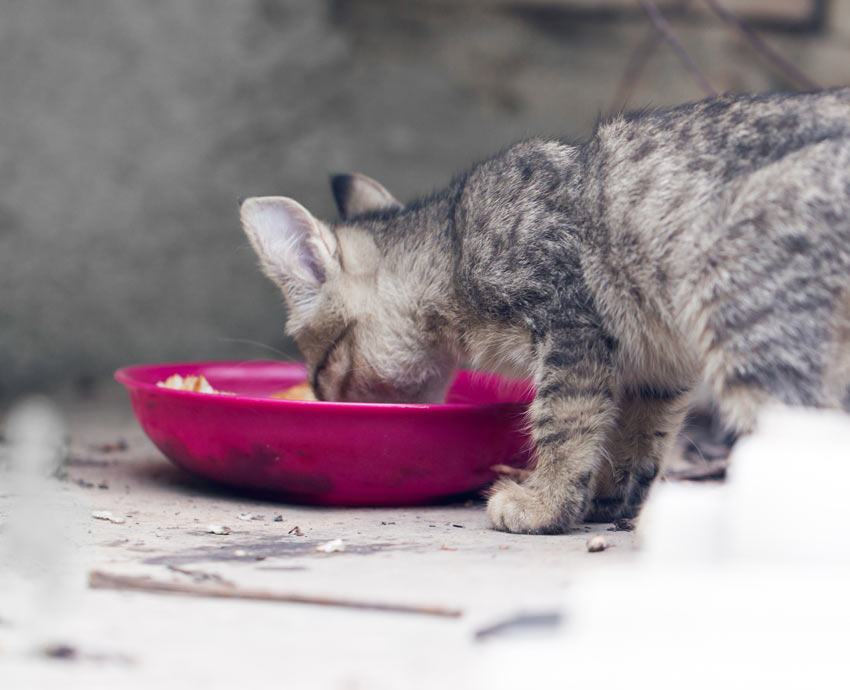 En gullig liten kattunge äter mat från en skål