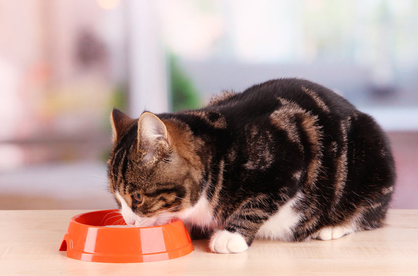 En vuxen katt äter från en skål med mat