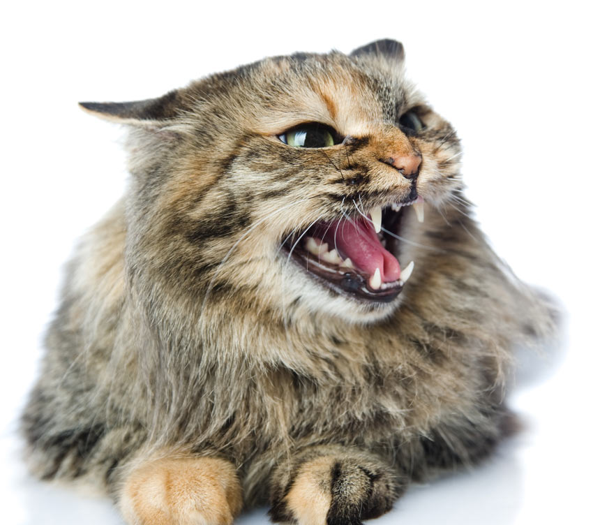 En arg katt med raka öron, öppen mun och tunna pupiller