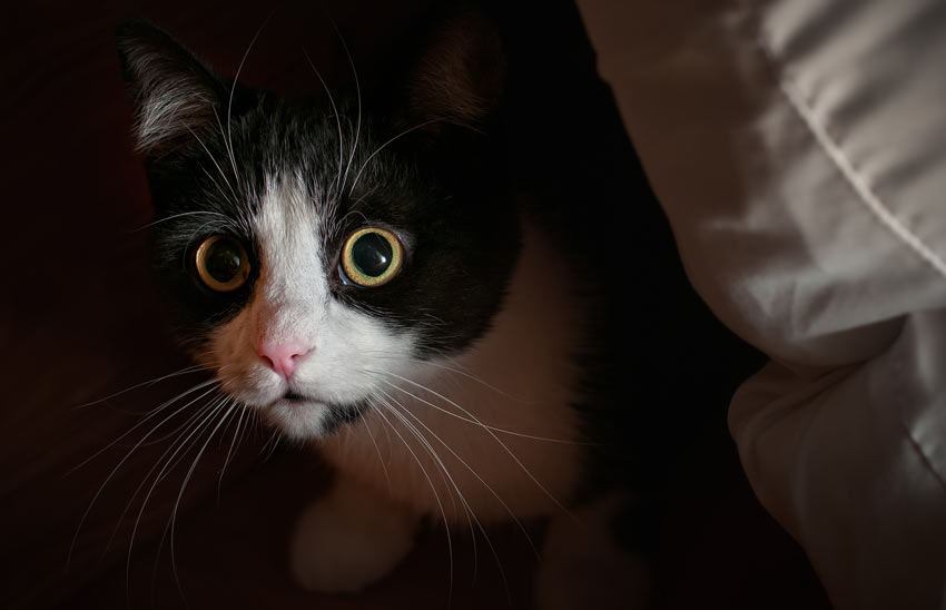 En orolig katt med utvidgade pupiller och nedåtpekande morrhår