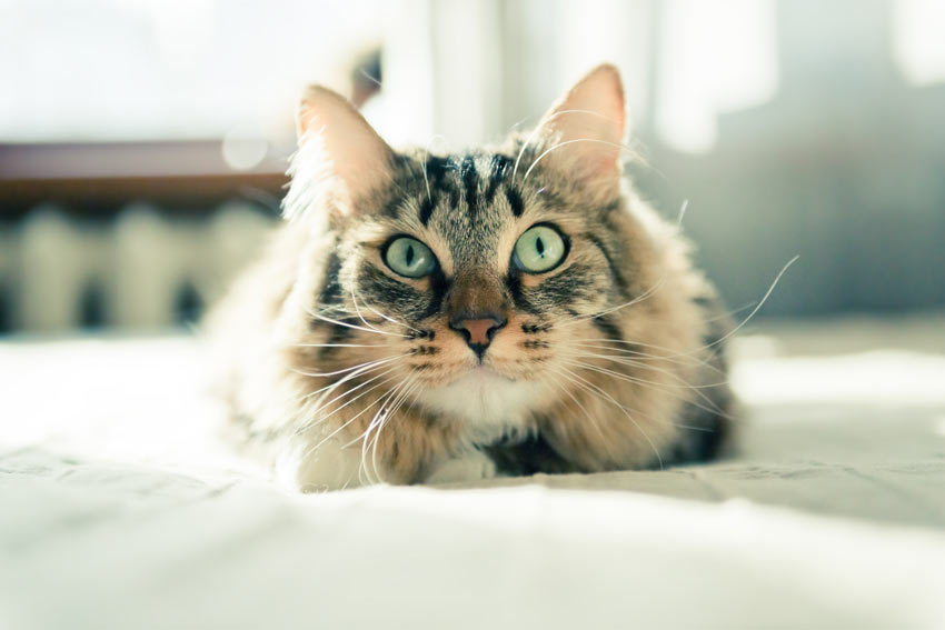 En otroligt vacker katt med stora ögon och stående öron
