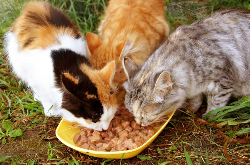 Tre katter som blir matade utomhus