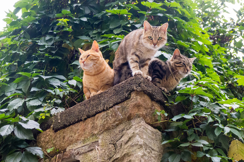 Tre katter sitter högt uppe på en mur