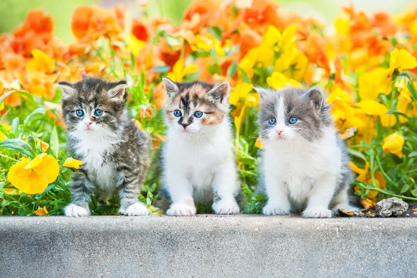 Tre gulliga kattungar sitter på en mur