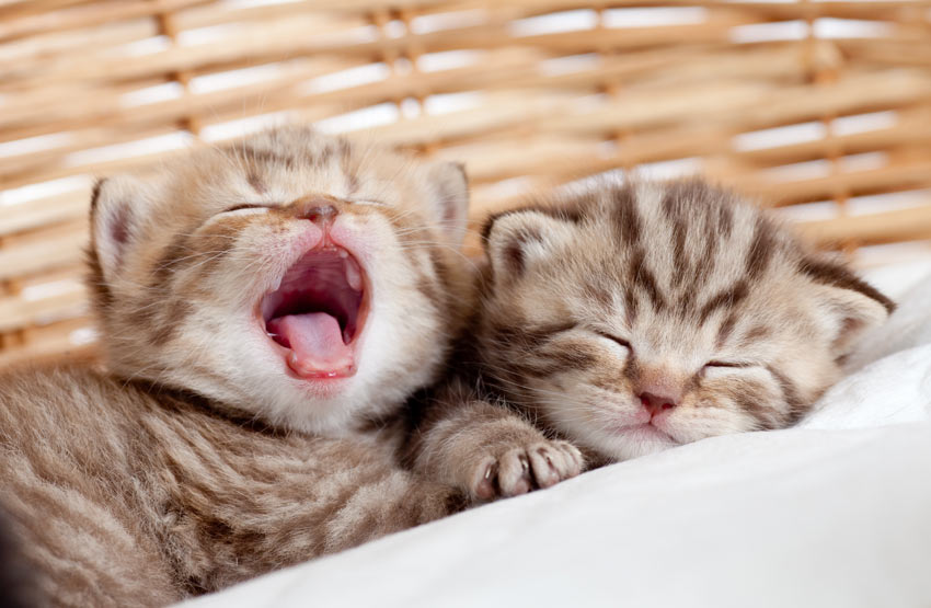 Två gulliga små kattungar i sin korg