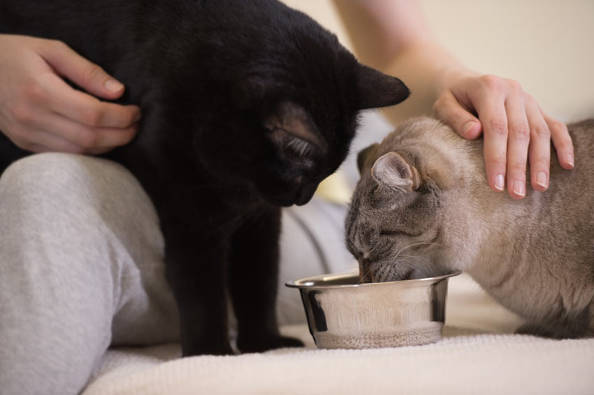 Två katter får mat på samma gång