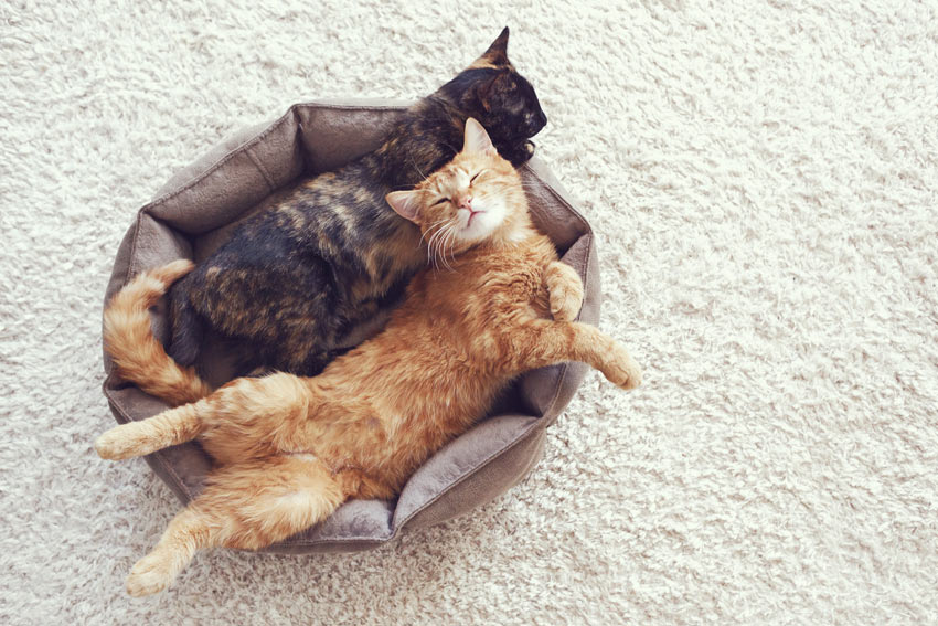 Två kattkompisar vilar i sin säng