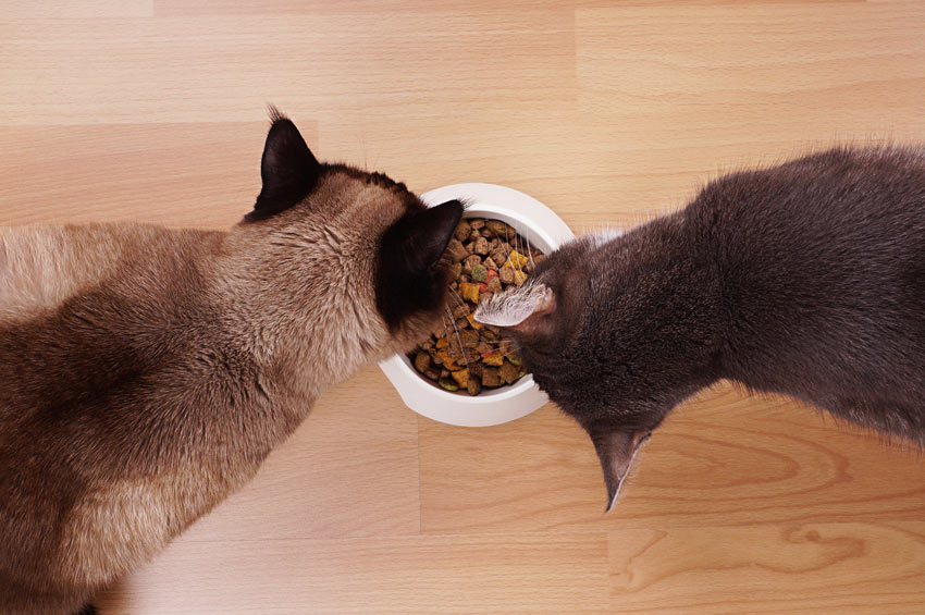 Två katter äter ur samma skål