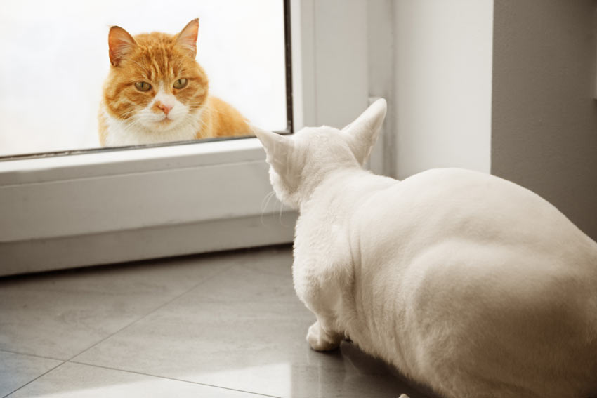 Två katter träffar varandra för första gången genom en glasdörr