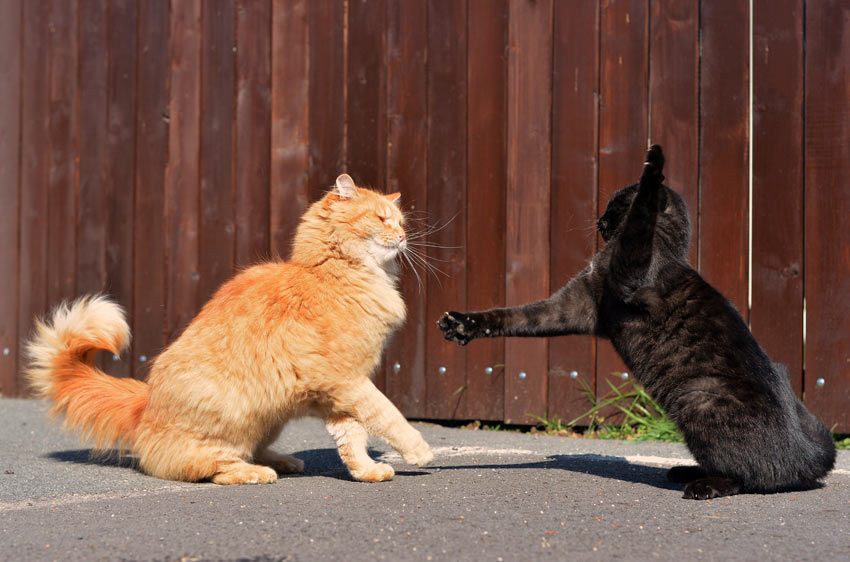 Två katter träffas för första gången