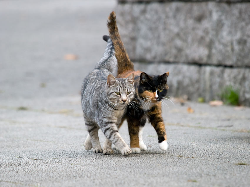 Två katter i ungefär samma ålder och med samma temperament brukar komma väl överens