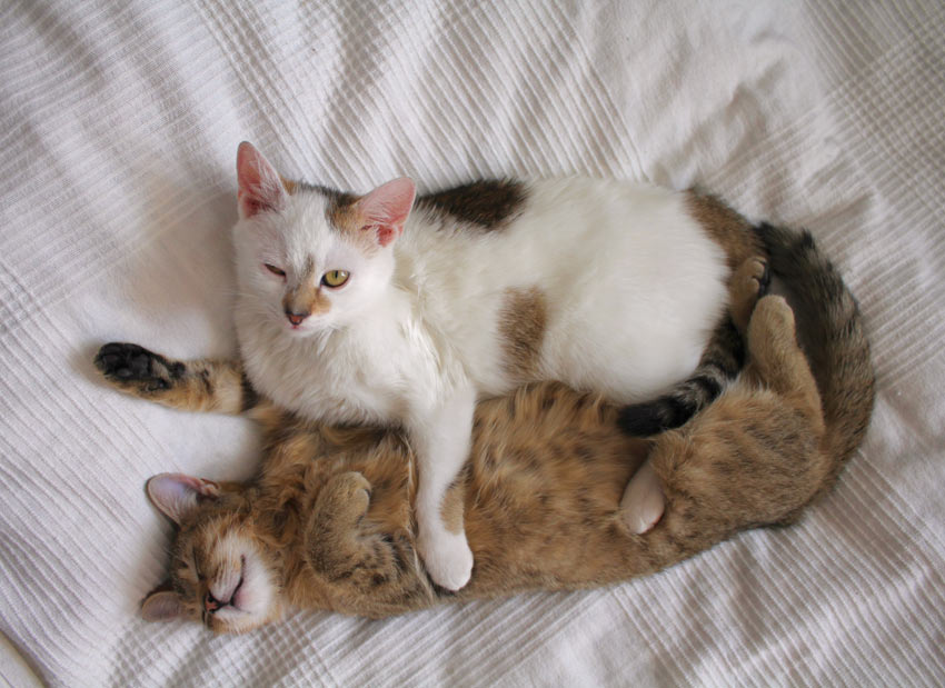 Två katter leker på en säng