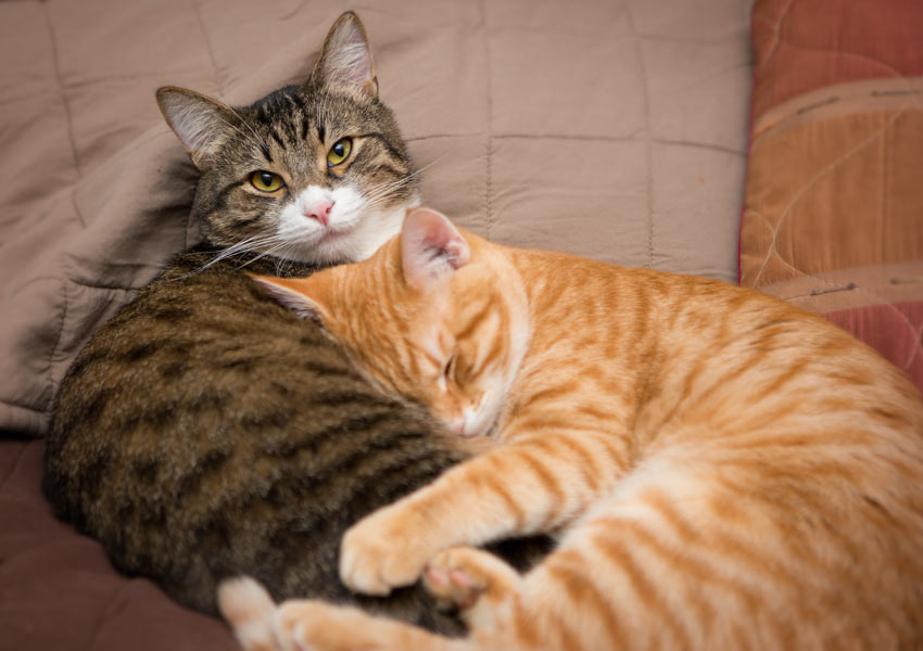 Två katter sover tillsammans med en som använder den andra som kudde