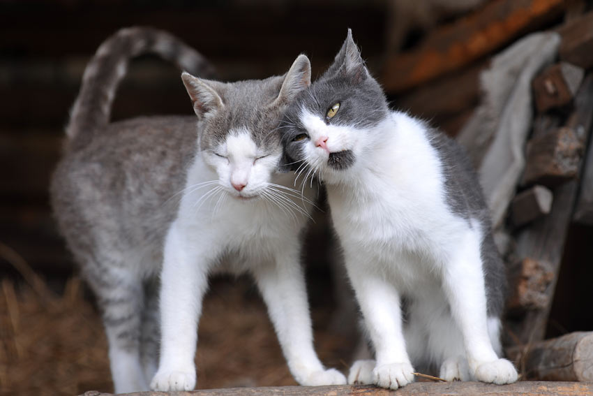 Två söta katter njuter av varandras sällskap
