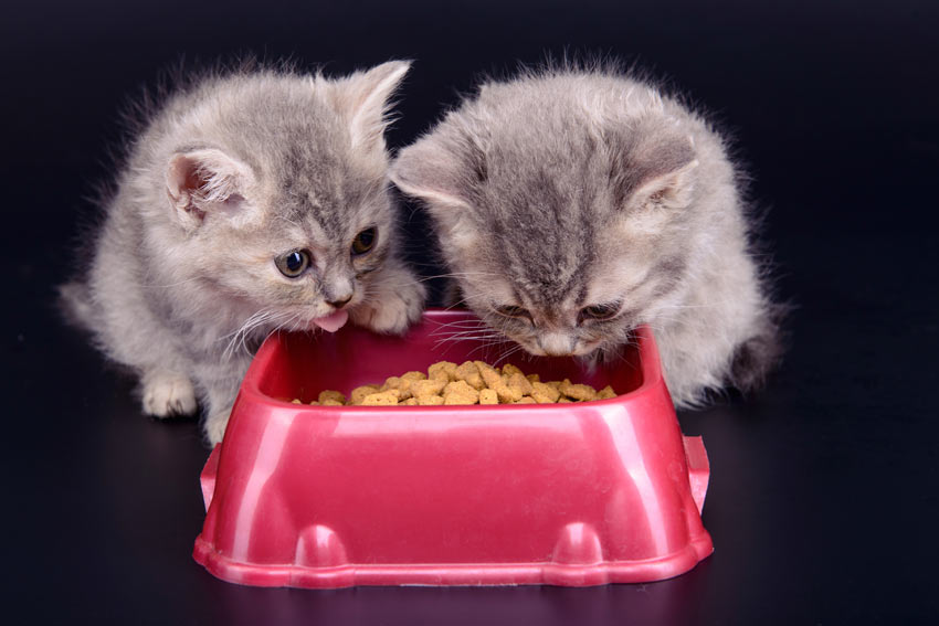 Två grå kattungar äter från en skål