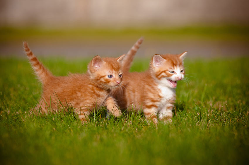 Två små kattungar leker tillsammans ute på gräset
