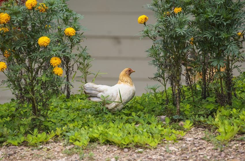 En vacker vit och rödbrun höna letar efter kryp i trädgården