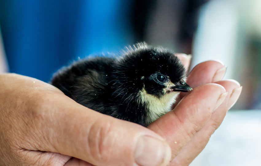 En frisk ung kyckling sitter i sin ägares handflata