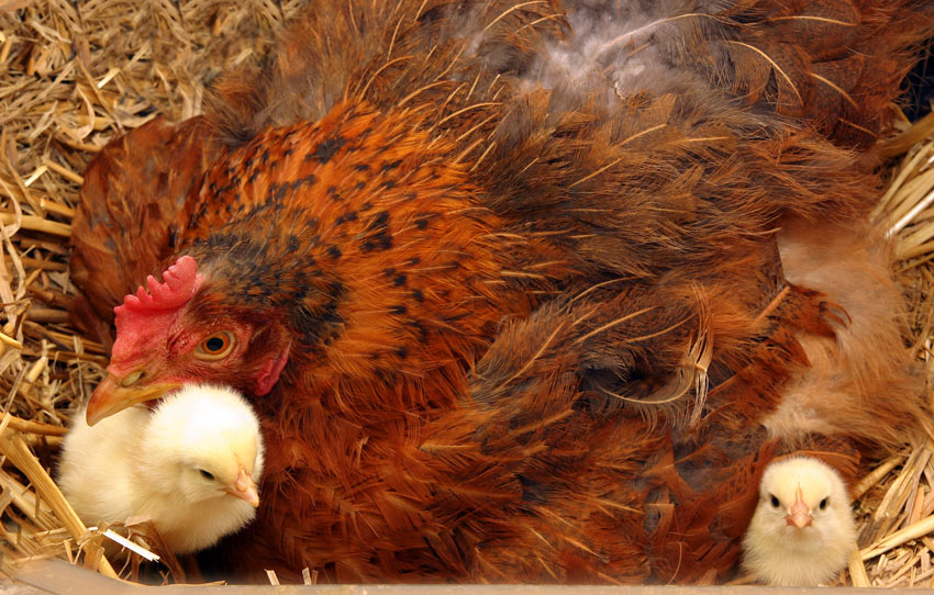En hönsmamma tar hand om sina nykläckta kycklingar